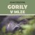Gorily v mlze
