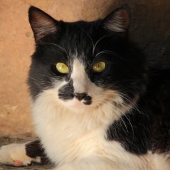 Oliverova dobrodružství