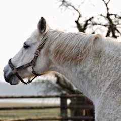 Černý jezdec, bílý kůň